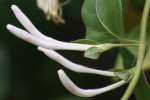 Japanese Honeysuckle