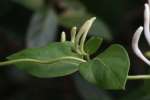 Japanese Honeysuckle