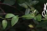 Japanese Honeysuckle