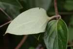 Japanese Honeysuckle