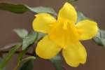 Carolina Jessamine