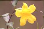 Carolina Jessamine