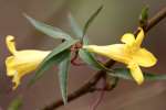 Carolina Jessamine