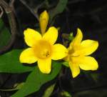 Carolina Jessamine