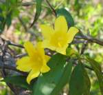 Carolina Jessamine