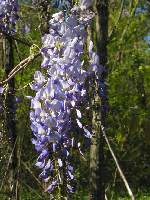 Wisteria