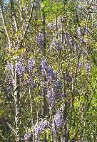 Wisteria