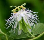 Passionflower