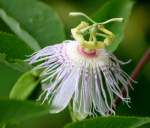 Passionflower