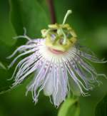 Passionflower