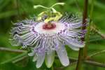 Passionflower