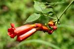 Trumpet Creeper