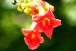 Trumpet Creeper