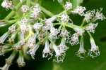 Climbing Hempweed