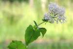 Climbing Hempweed