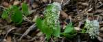 Climbing Hempweed