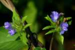 Hairy Cluster-vine