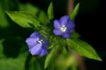 Hairy Cluster-vine