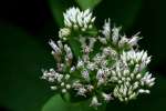 Climbing Hempweed