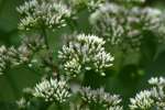 Climbing Hempweed