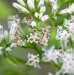 Climbing Hempweed