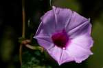 Common Morning Glory