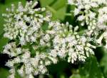 Climbing Hempweed