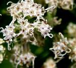 Climbing Hempweed