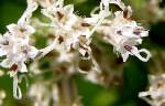 Climbing Hempweed