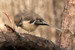 Bells Vireo