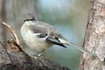 Bells Vireo