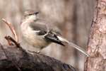 Bells Vireo