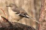 Bells Vireo