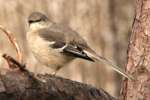 Bells Vireo