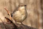 Bells Vireo