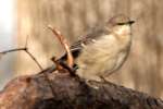 Bells Vireo