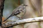 Bells Vireo