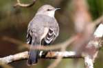 Bell's Vireo