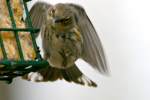Yellow-rumped Myrtle Warbler