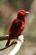 Summer Tanager