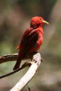 Summer Tanager