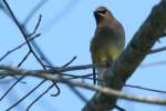 Cedar Waxwing