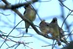 Cedar Waxwing