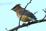 Cedar Waxwing