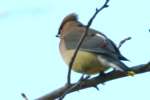 Cedar Waxwing