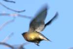 Cedar Waxwing