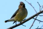 Cedar Waxwing