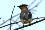 Cedar Waxwing