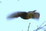 Cedar Waxwing