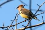 Cedar Waxwing